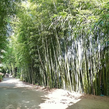 Leschenesverts * Cendras